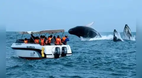 ¿Por qué vienen las ballenas a Piura y Tumbes entre julio y septiembre?
