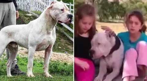 La historia de Morocho, el valiente perro que se enfrentó a un puma para salvar a 2 niñas