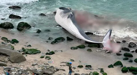 Fiscalía abre investigación por tráfico ilegal de especies tras hallazgo de ballena en Punta Hermosa