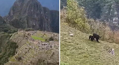 Osa de anteojos y su osezno sorprenden mientras pasean en Machu Picchu: "Son Koda y Kenai"