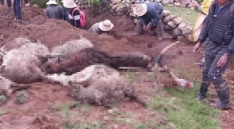 Esposos con sus 26 ovejas y su gato mueren al ser alcanzados por un rayo en Cusco