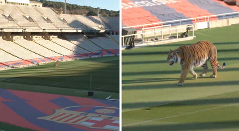 ¿Por qué el Barcelona soltó un tigre salvaje en el estadio olímpico de Montjuic?