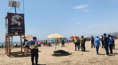 Barranco: surfista halla el cuerpo sin vida de un joven ahogado en playa Los Yuyos