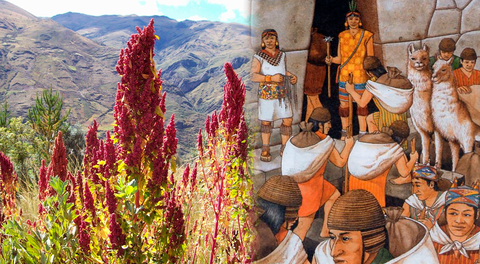 El alimento que valía igual que el oro para los incas: crece en el sur del Perú y previene la diabetes
