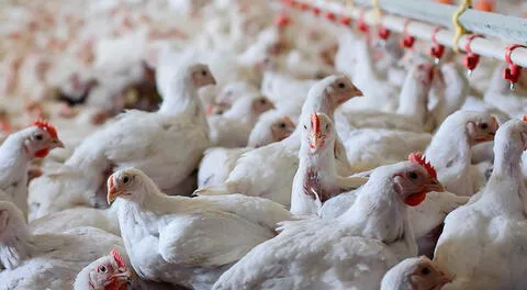 La Libertad: detectan brote de gripe aviar en una granja de gallinas