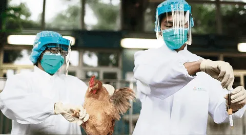 Sacrifican 23.000 aves por brote de gripe en granja