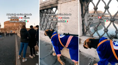 Perrito de Perú adoptado en San Juan de Lurigancho se convierte en celebridad canina en Italia
