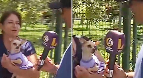 Chihuahua mordió a reportero de Latina en vivo y en redes bromean: "Chiquito pero peligroso"