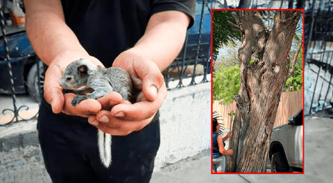 Parque de las Aguas en Piura: vecinos rescatan crías de ardillas que cayeron de los árboles tras inicio de obra