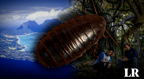 La gran "cucaracha de roca" que se creía extinta reaparece tras 90 años en una isla de Australia