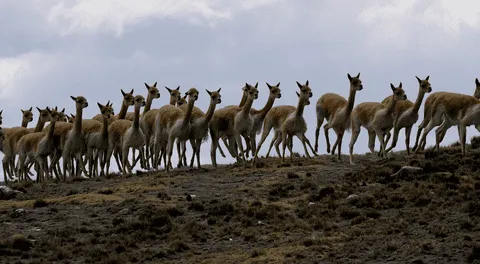Loro Piana lucra con la miseria: comunidad recibe $280 por lana de vicuña, pero empresa cobra $9.000 por prenda