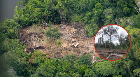 Perú perdió bosques amazónicos igual a 11 veces el distrito de San Juan de Lurigancho: ¿en qué regiones?