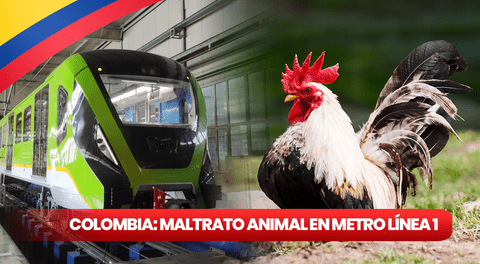 Maltrato animal en Bogotá: despiden a trabajador por quitarle la vida a un ave como parte de un ritual
