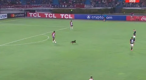 ¡Perro detuvo el Universitario vs. Junior! El can ingresó al campo y se 'robó' el balón