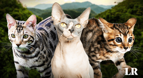 Las 3 razas de gato más exclusivas del mundo en 2024: pagaron hasta 20.000 dólares