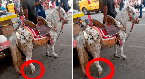 Maltrato animal en Centro de Lima: obligan a poni a tirar de carroza pese a tener un pata herida