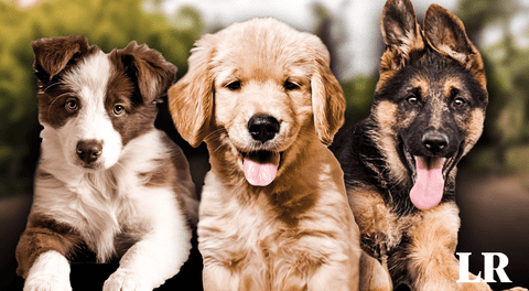 Esta es la raza de perro más inteligente del mundo en 2024, según un nuevo estudio