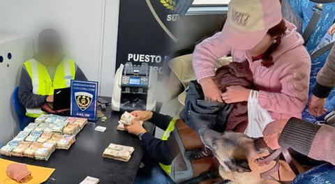 Incautan S/490.000 a mujer en carretera Arequipa-Puno: perro de la Sunat halló dinero en medias nailon