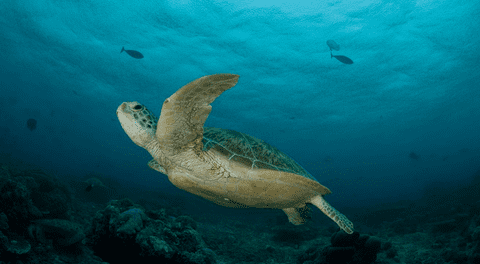 Estudio revela una ayuda nunca antes vista entre tortugas verdes y peces en el mar de Perú