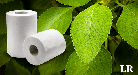 La planta usada como alternativa al papel higiénico en Estados Unidos y África: "Suaves y huelen a menta"