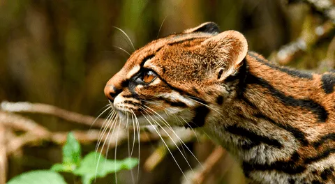 Descubren nueva especie de tigrillo silvestre que habita en las montañas nubosas de América Latina