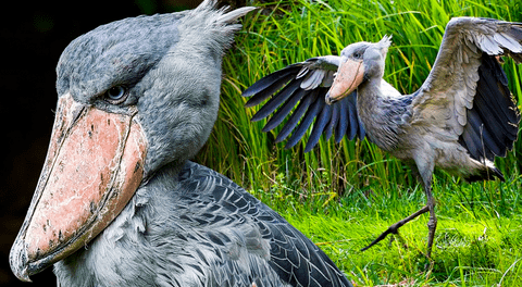 Picozapato, el ave 'prehistórica' que come cocodrilos, mata a sus hermanos y alcanza la altura de un humano