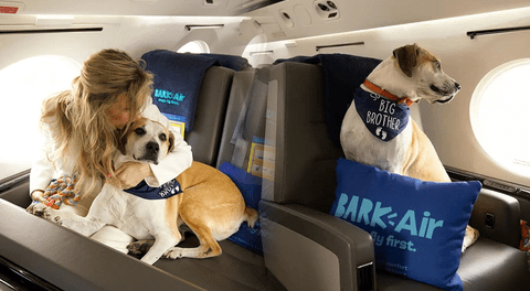 La buena noticia para los amantes de los perros: lanzan la primera aerolínea pet-friendly