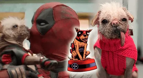 ‘Deadpool & Wolverine’: conoce a Peggy, "la perrita más fea del mundo" que interpretará a ‘Dogpool’, la versión canina del antihéroe de Marvel