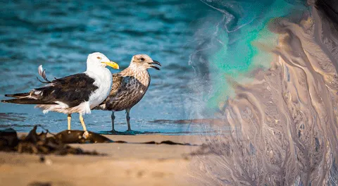 Los efectos del derrame de petróleo por Repsol continúan en el mar del Perú: los animales afectados