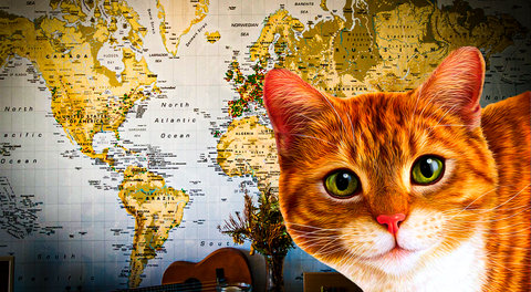 Este es el país líder con más gatos domésticos en el mundo: supera a China y Rusia