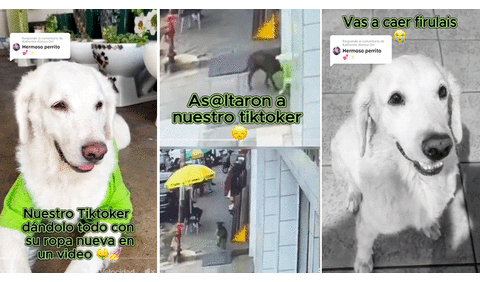 Perrito callejero ‘asalta’ a mascota de tienda, se lleva su ropa y usuarios bromean: “Ni Firulais perdona”