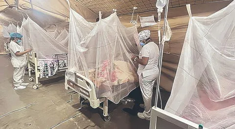 Van 206 muertes por dengue y en Arequipa hallan caso autóctono