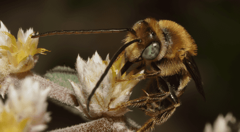 La importancia de las abejas para la vida en la Tierra y cómo cuidarlas desde casa