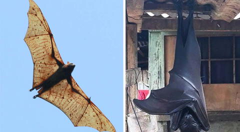 Así es el murciélago más grande del mundo: puede llegar a medir lo mismo que un humano