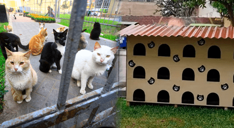 El ÚNICO hotel público para gatos en Miraflores que albergará a más de 200 felinos durante días fríos