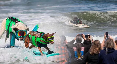Mundial de surf para perros 2024: así se vivió en imágenes el campeonato de caninos con sus dueños en Estados Unidos