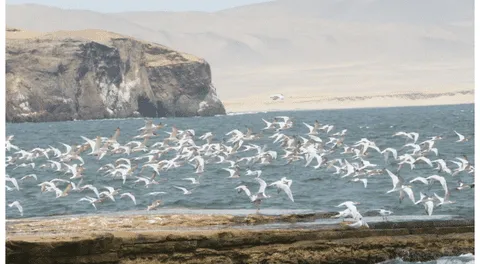 Indecopi suspende procedimiento pedido por la SNP para pescar en Reserva de Paracas