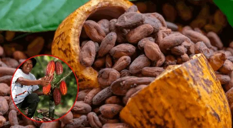 Día del Chocolate: factores que elevan el precio del cacao, ¿a cuánto?