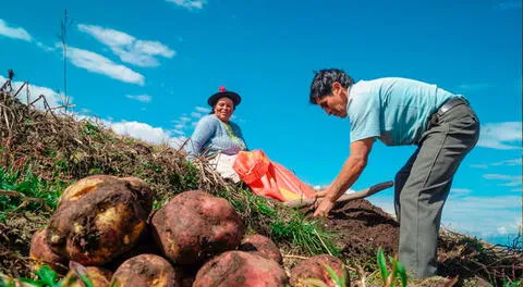 Rescate financiero a agricultores: Fondo Agroperú adquirirá S/53 millones de carteras vencidas