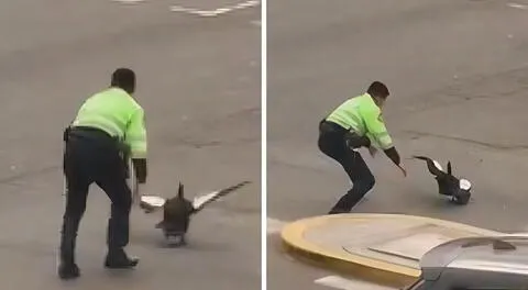 Policías detienen tránsito para rescatar un pato en San Miguel y usuarios en reaccionan: "Ni eso atrapan"