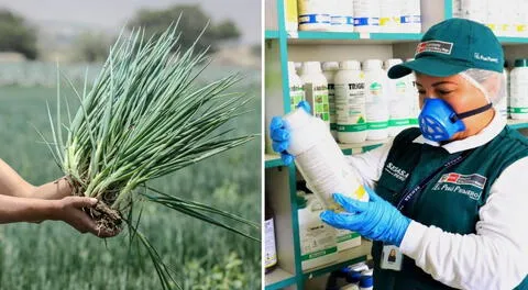 Estudio revela altos niveles de pesticidas en cebolla china del Mercado de Santa Anita: 10.900% más del límite permitido