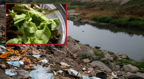 Verduras en Lima se riegan con agua del río Rímac que contiene bacterias resistentes a antibióticos, según científicos