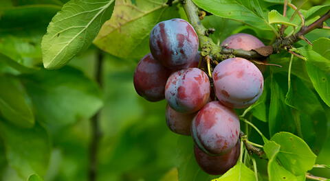 ¿Quieres un jardín frutal pequeño sin arruinar tu piso? ¡Estos 3 árboles son la solución!