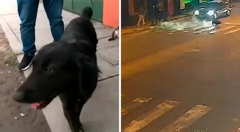 Maltrato animal en Ate: mujer le lanza agua hirviendo a perro frente a su vivienda y vecinos exigen sanciones