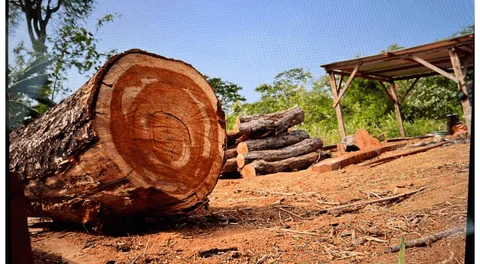 Desbaratan banda que exportaba madera ilegal a varios países