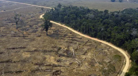 Advierten que ley forestal promueve la deforestación