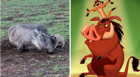 Jabalí y suricata jugando juntos sorprenden en redes: “'Timón y Pumba' en la vida real”