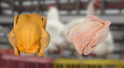 Pollo amarillo vs. blanco: ¿cuál elegir? Esto es lo que debes saber para cuidar tu salud