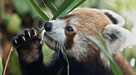 Muere bebé panda rojo de 3 meses a causa de estrés por la pirotecnia en Escocia