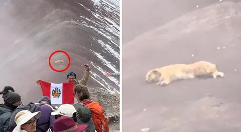 Captan a ‘Firulais’ descansando en la Montaña de 7 Colores y usuarios resaltan: “El legendario pastor chiribaya”